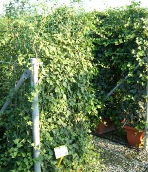 Cele mai populare specii de plante pentru garduri vii din România