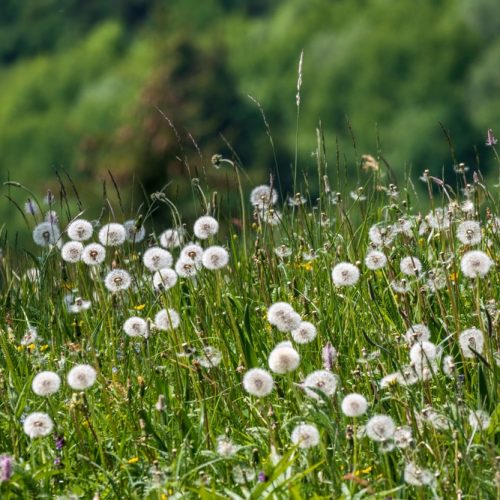 Homepage – Doar Natural