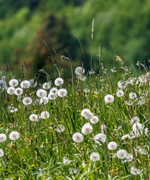 Păpădia, beneficii pentru sănătate