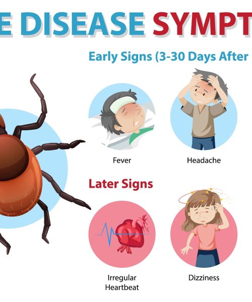 Boala Lyme: Ghidul complet pentru recunoaștere, tratament și prevenție