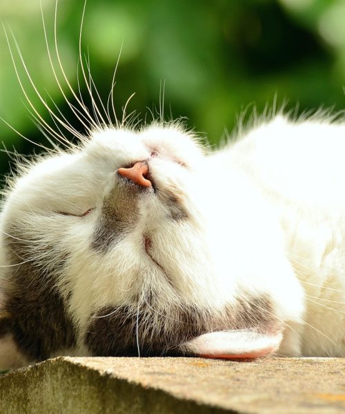 La Revedere, Max – cu inima strânsă, dar plină de recunoștință