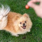 Pomeranian
