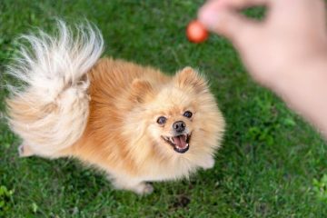 Avantajele deținerii unui companion potrivit atât pentru copii, cât și pentru adulți