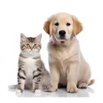 Copiii si treburile zilnice ale animalului