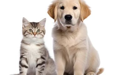 Copiii si treburile zilnice ale animalului