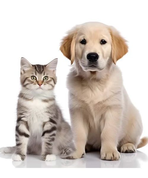 Copiii si treburile zilnice ale animalului